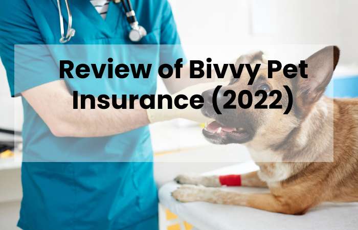 Review of Bivvy Pet Insurance (2022)