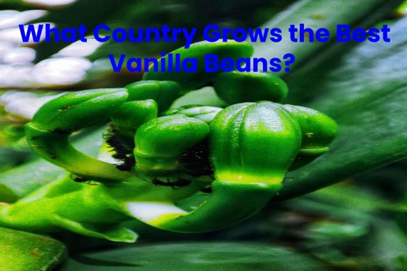 What Country Grows the Best Vanilla Beans?